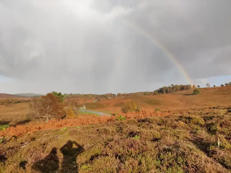 New forest walk in the autumn